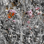 image: Image from the photoset ‘
flower (xxxix)
’.