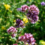 image: Image from the photoset ‘
flower (xxxix)
’.