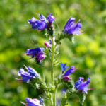 image: Image from the photoset ‘
flower (xxxix)
’.