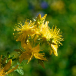 image: Image from the photoset ‘
flower (xxxix)
’.