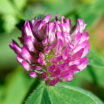 image: Image from the photoset ‘
flower (xxxix)
’.