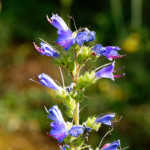 image: Image from the photoset ‘
flower (xxxix)
’.