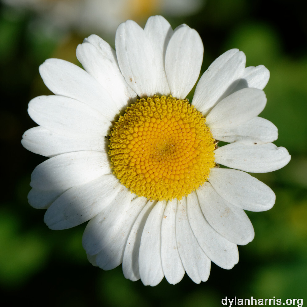 image: This is ‘
flower (xl) 1
’.