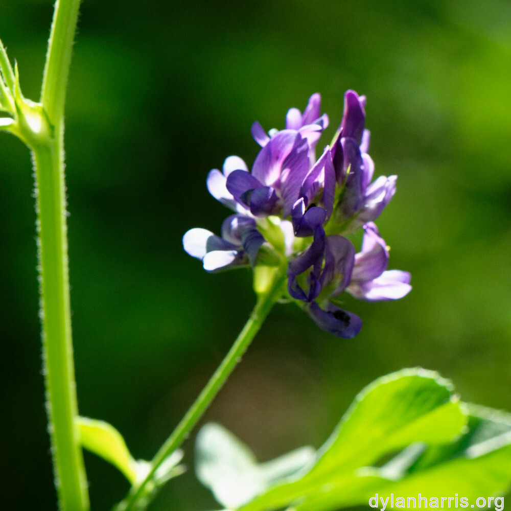 image: This is ‘
flower (xl) 2
’.