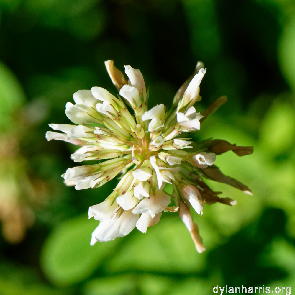 image: This is ‘
flower (xl) 3
’.