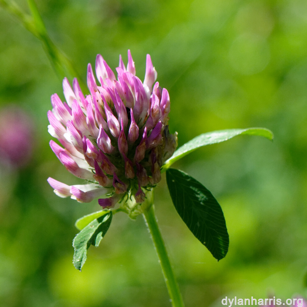 image: This is ‘
flower (xl) 4
’.