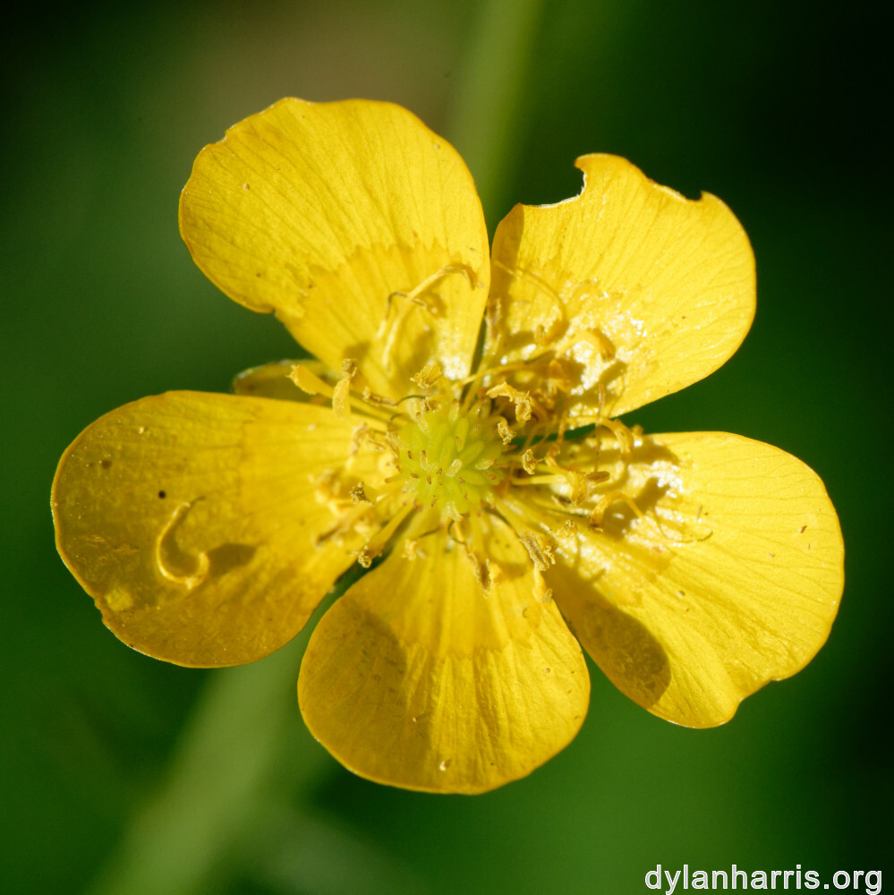 image: This is ‘
flower (xl) 5
’.