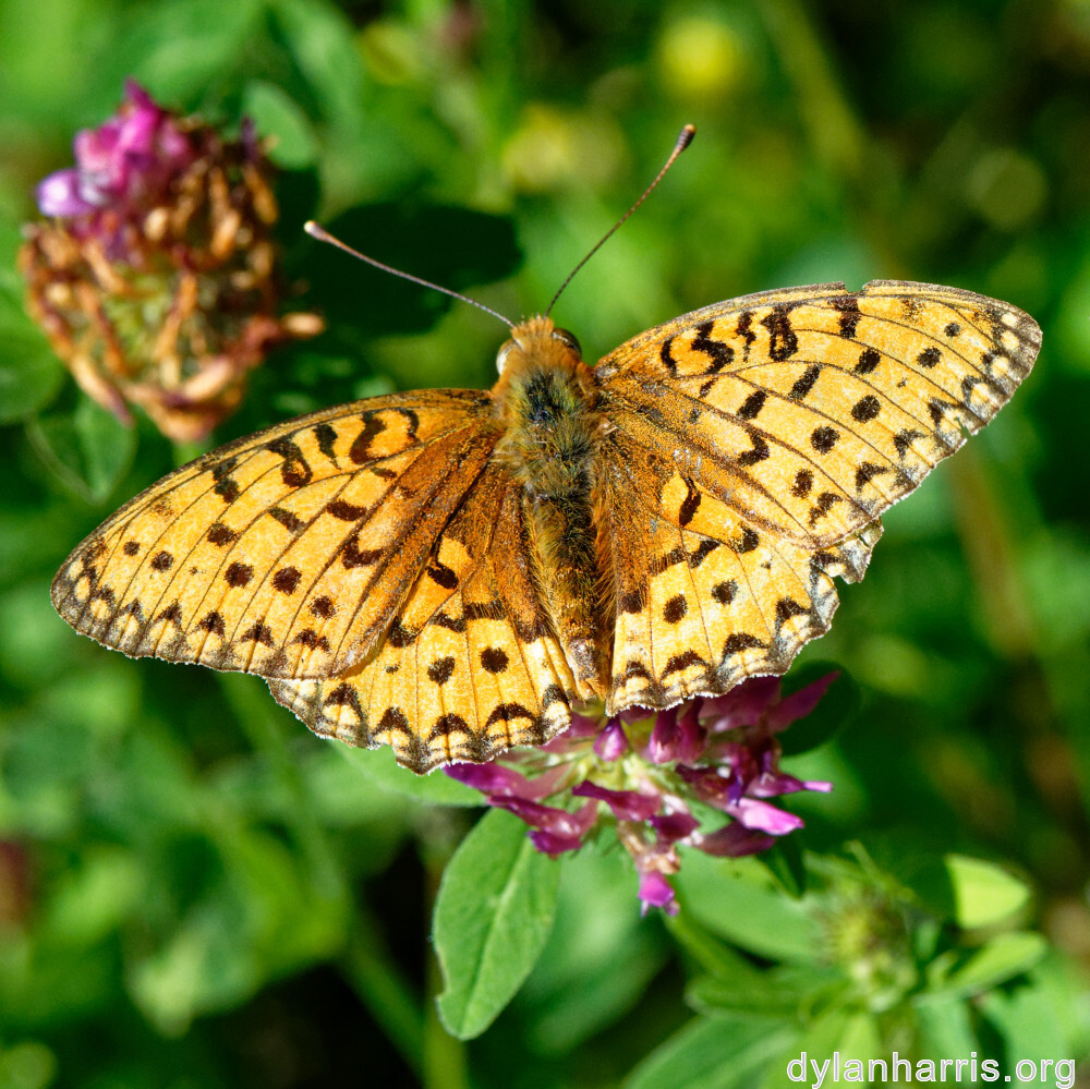 image: This is ‘
flower (xl) 6
’.