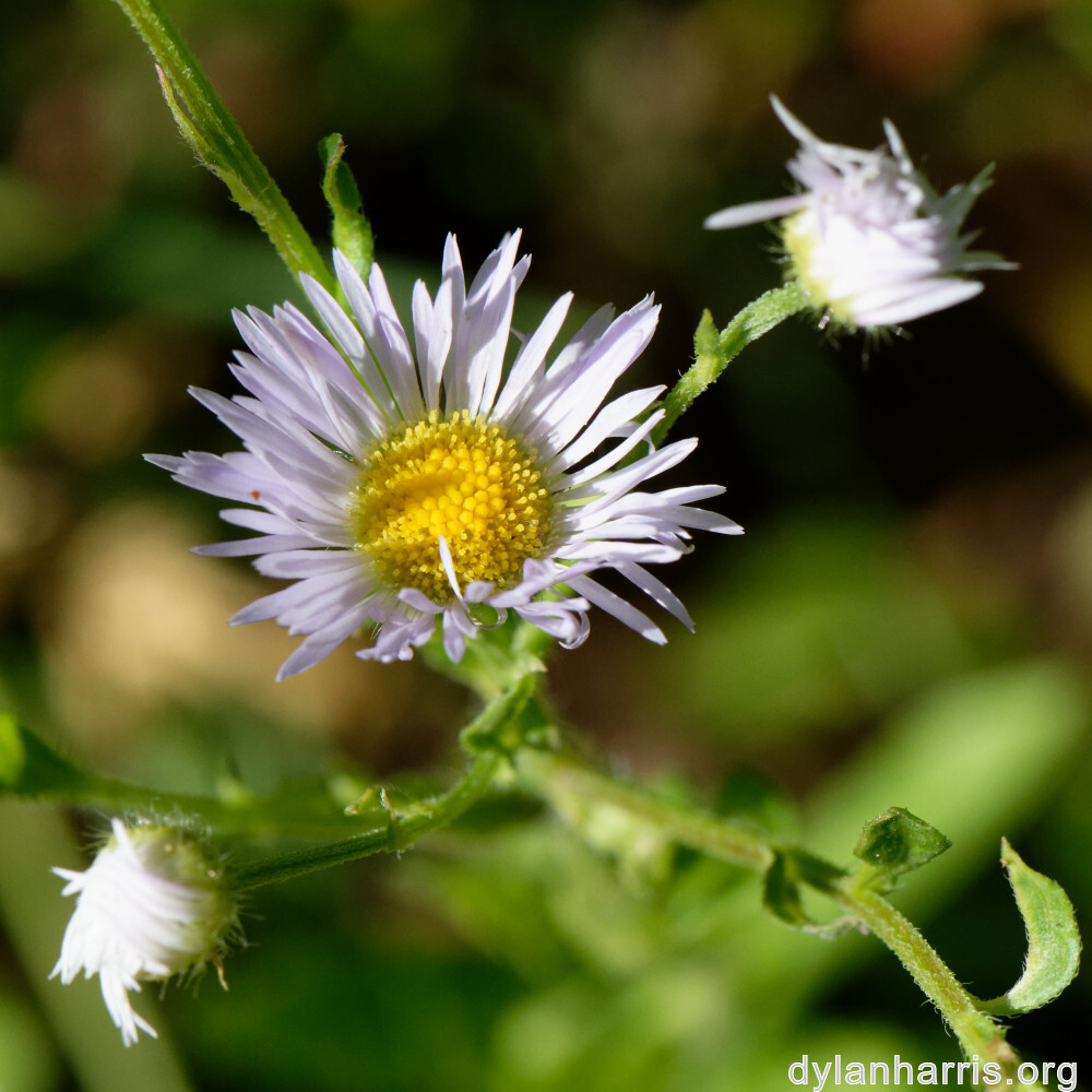 image: This is ‘
flower (xl) 7
’.