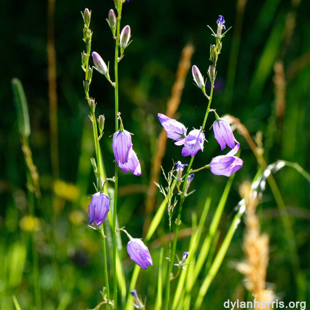 image: This is ‘
flower (xl) 8
’.