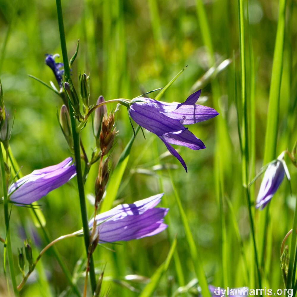 image: This is ‘
flower (xl) 9
’.