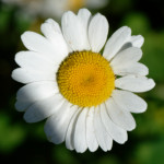 image: Image from the photoset ‘
flower (xl)
’.