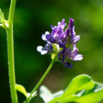 image: Image from the photoset ‘
flower (xl)
’.