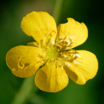 image: Image from the photoset ‘
flower (xl)
’.