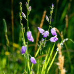 image: Image from the photoset ‘
flower (xl)
’.