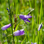 image: Image from the photoset ‘
flower (xl)
’.