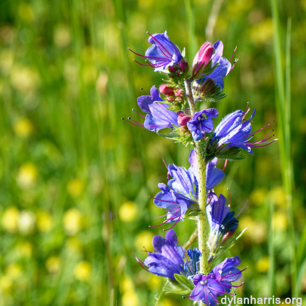 image: This is ‘
flower (xli) 1
’.