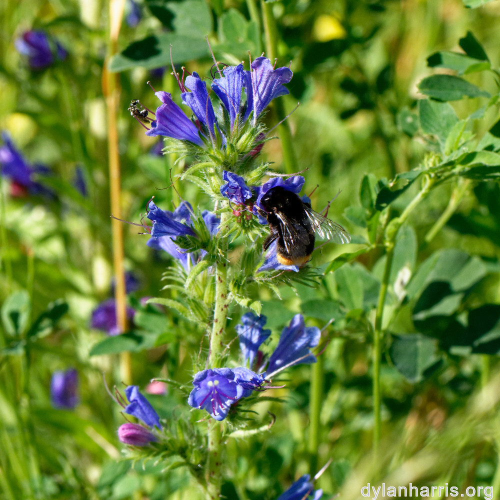 image: This is ‘
flower (xli) 2
’.