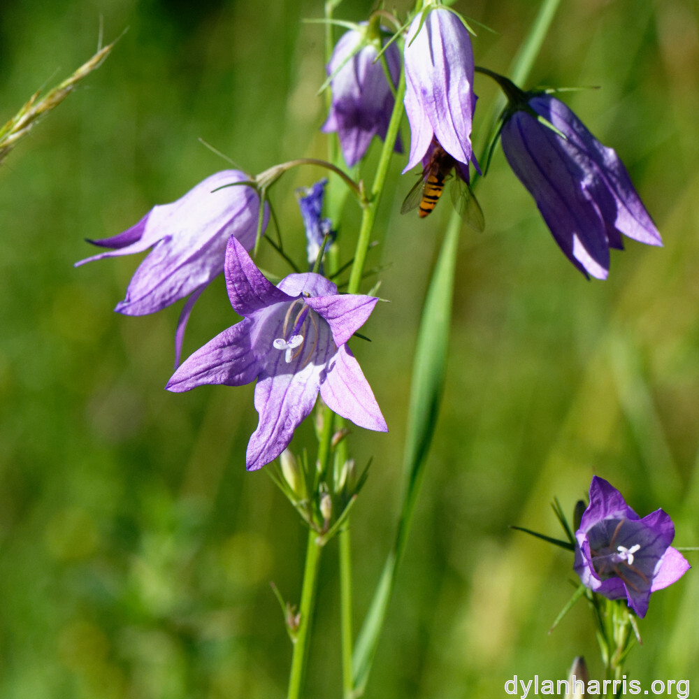 image: This is ‘
flower (xli) 3
’.