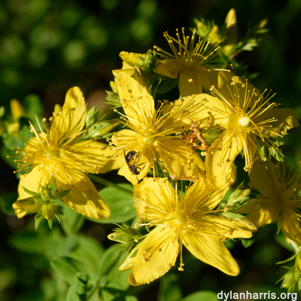 image: This is ‘
flower (xli) 4
’.