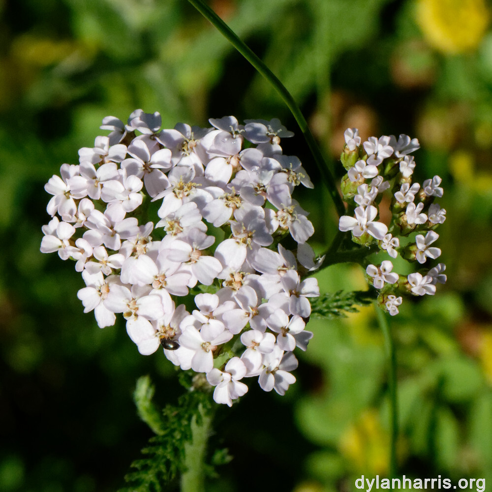 image: This is ‘
flower (xli) 5
’.