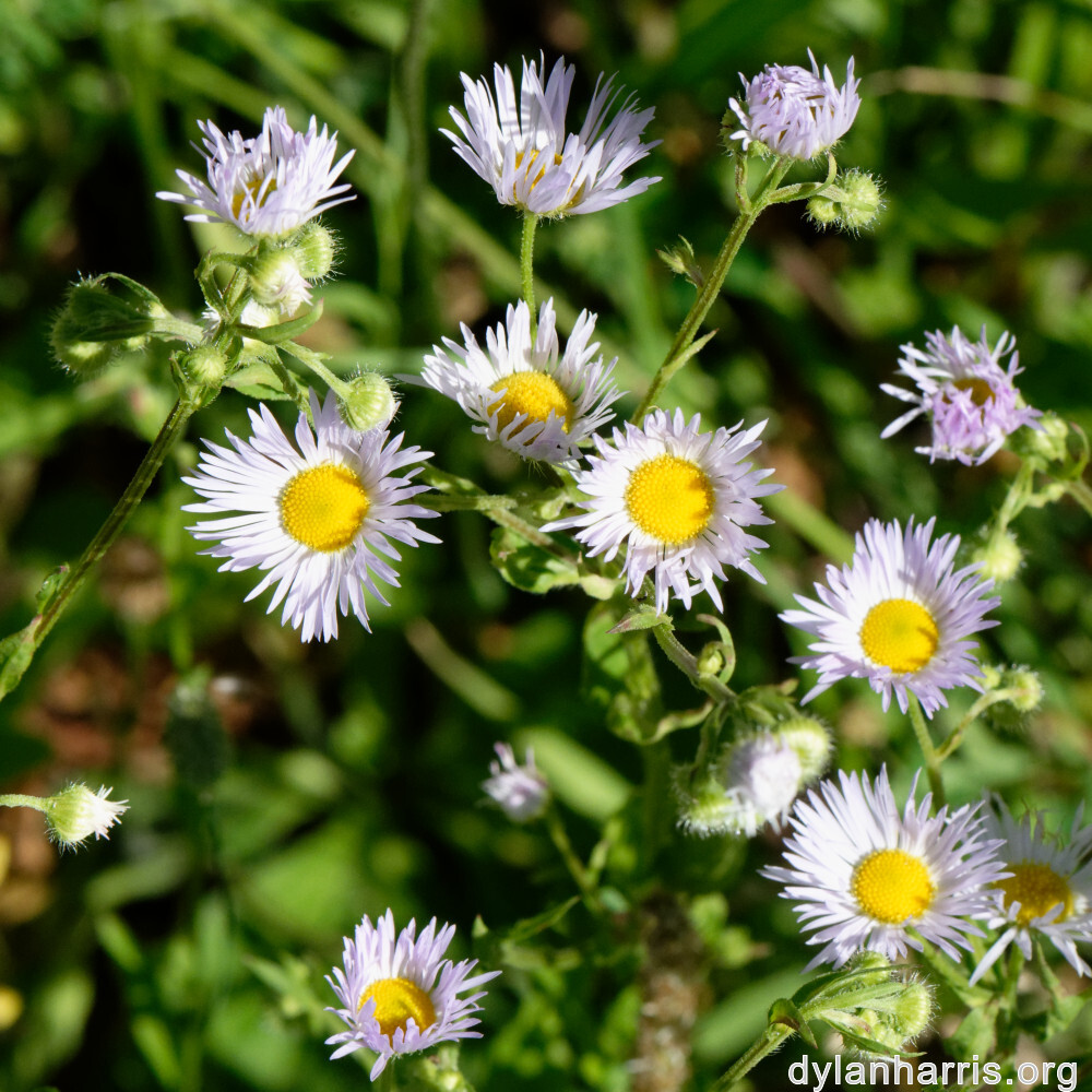 image: This is ‘
flower (xli) 7
’.