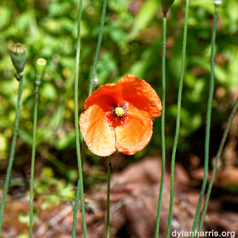 image: This is ‘
flower (xli) 8
’.