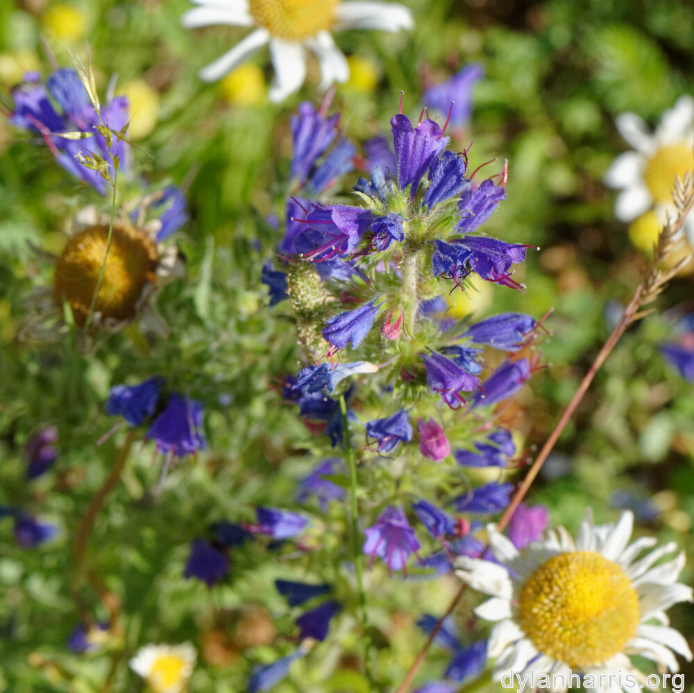 image: This is ‘
flower (xli) 9
’.