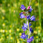 image: Image from the photoset ‘
flower (xli)
’.