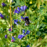 image: Image from the photoset ‘
flower (xli)
’.