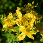 image: Image from the photoset ‘
flower (xli)
’.