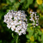 image: Image from the photoset ‘
flower (xli)
’.