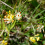 image: Image from the photoset ‘
flower (xli)
’.