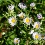 image: Image from the photoset ‘
flower (xli)
’.