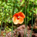 image: Image from the photoset ‘
flower (xli)
’.