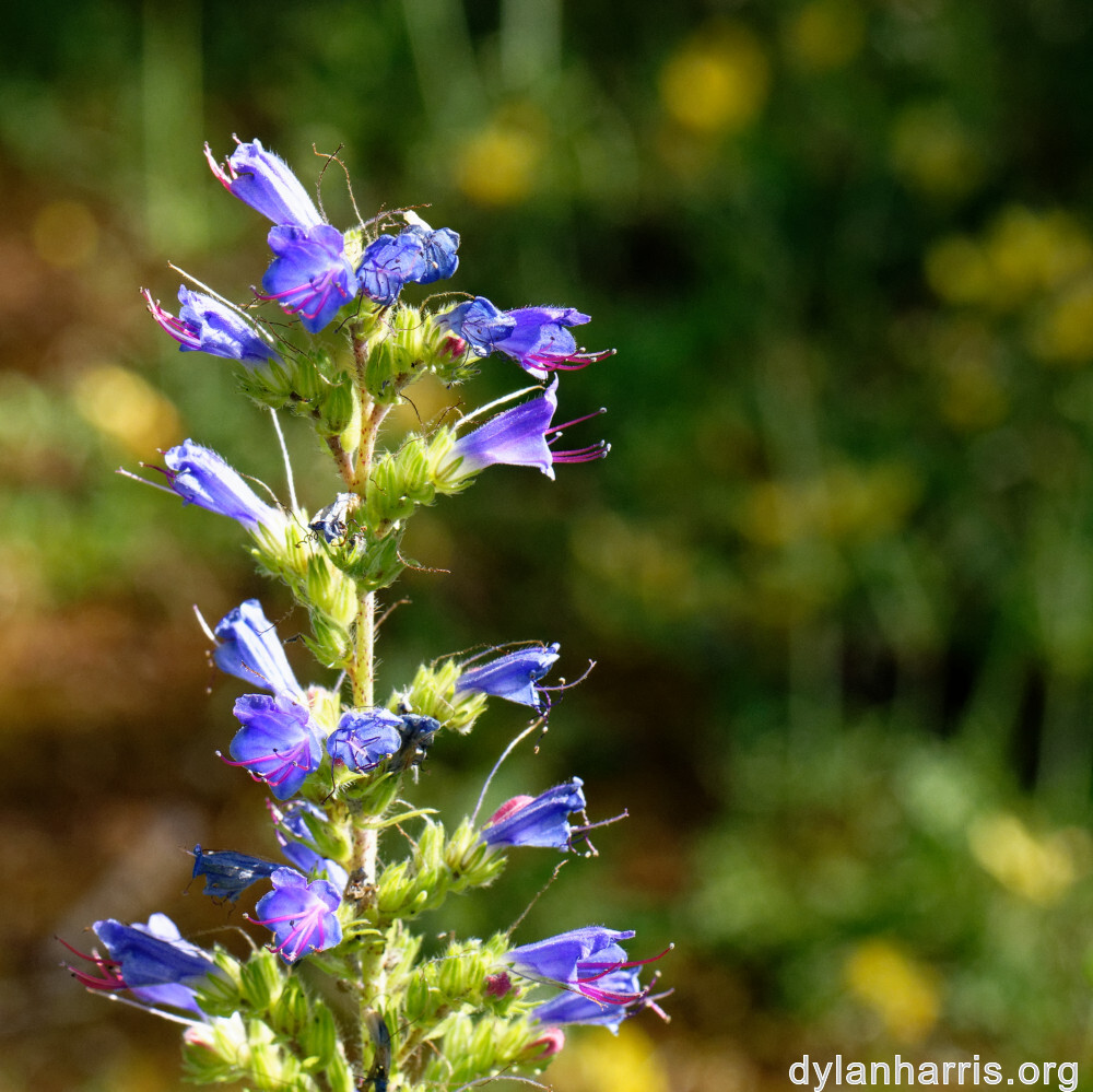 image: This is ‘
flower (xlii) 1
’.