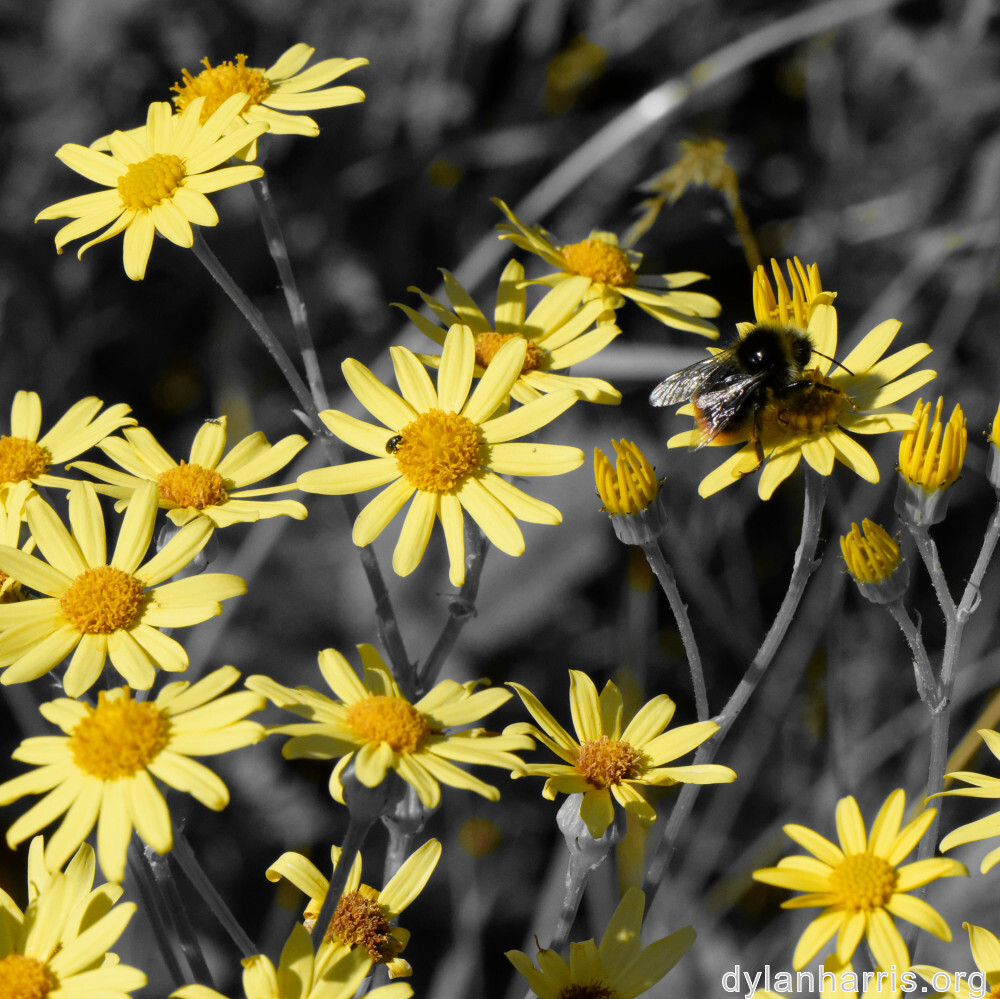 image: This is ‘
flower (xlii) 2
’.