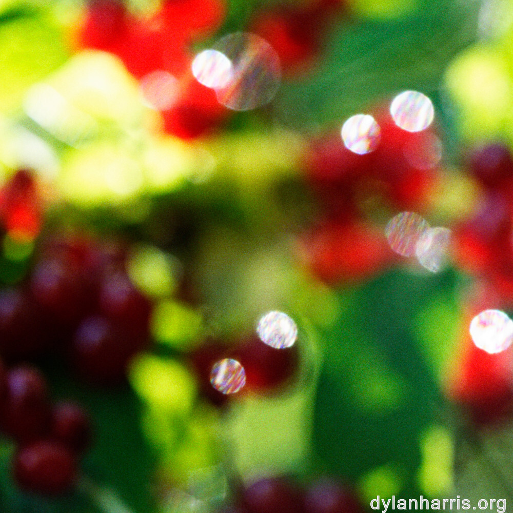 image: This is ‘
flower (xlii) 3
’.