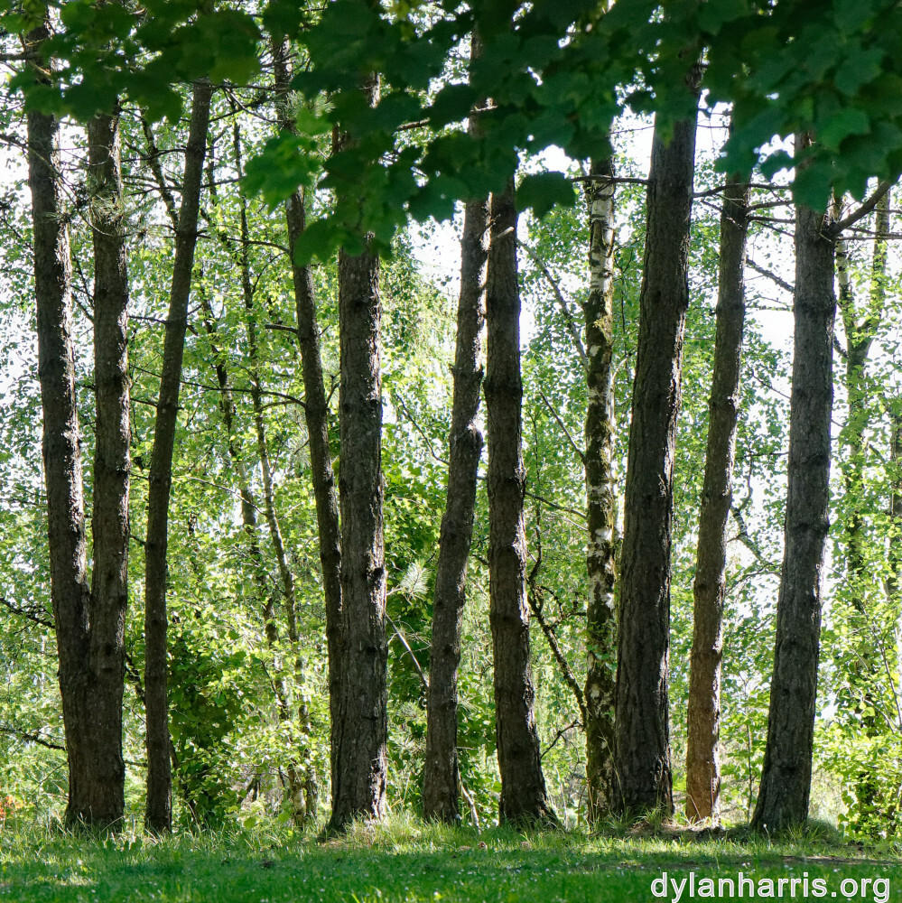 image: This is ‘
flower (xlii) 4
’.