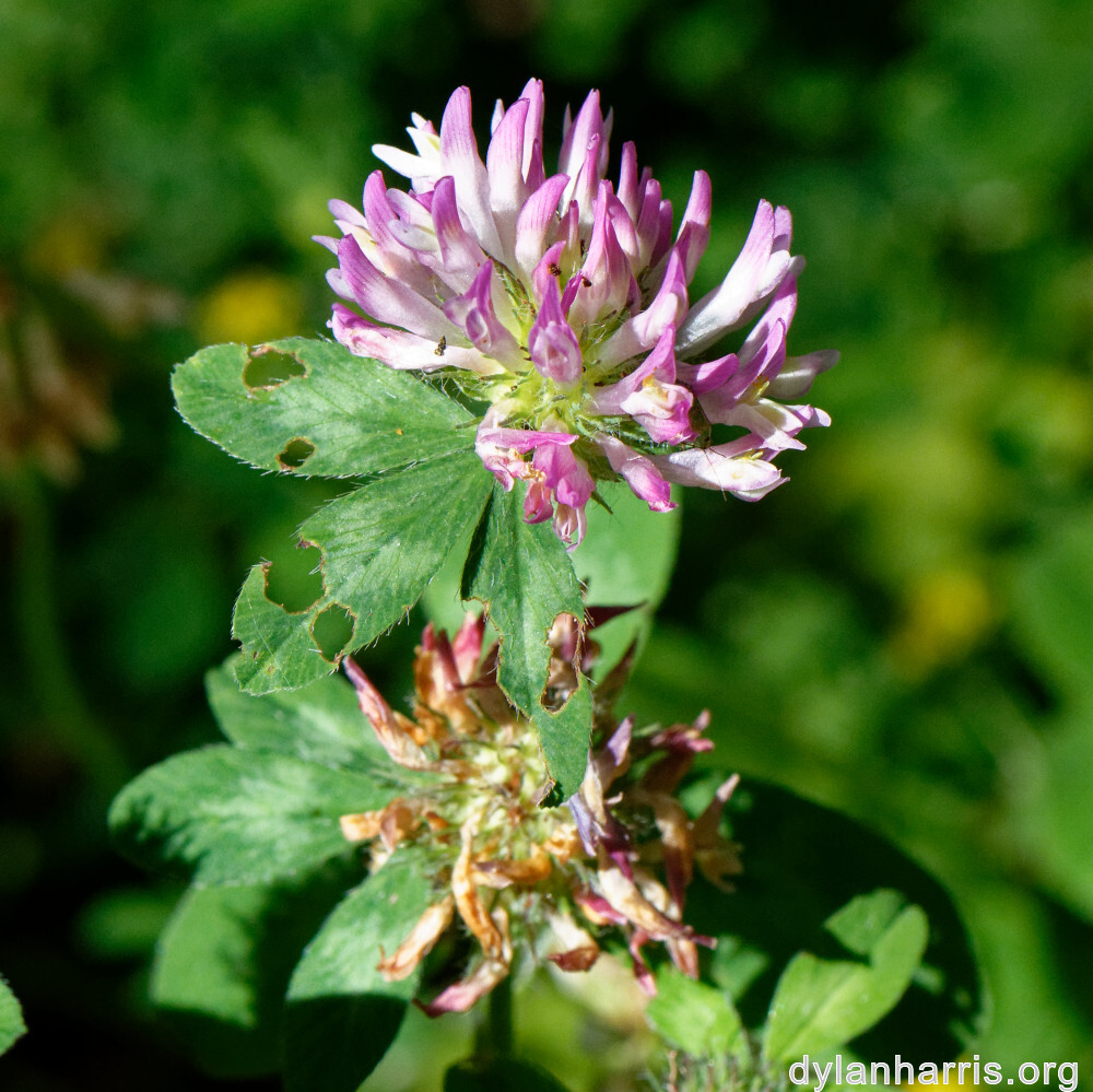 image: This is ‘
flower (xlii) 6
’.