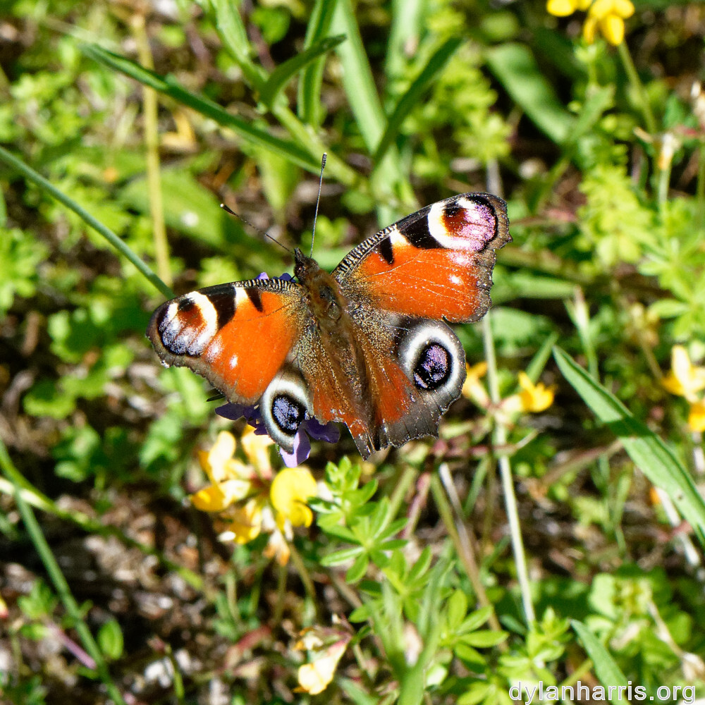 image: This is ‘
flower (xlii) 7
’.