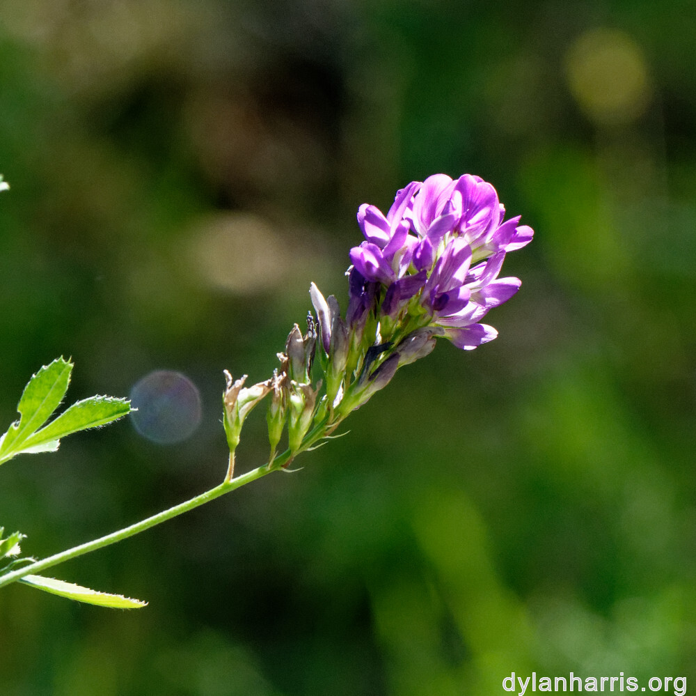 image: This is ‘
flower (xlii) 8
’.