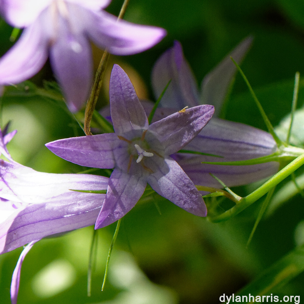 image: This is ‘
flower (xlii) 9
’.