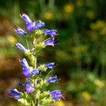 image: Image from the photoset ‘
flower (xlii)
’.