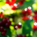 image: Image from the photoset ‘
flower (xlii)
’.