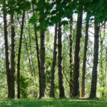 image: Image from the photoset ‘
flower (xlii)
’.