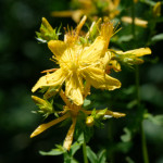 image: Image from the photoset ‘
flower (xlii)
’.