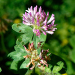 image: Image from the photoset ‘
flower (xlii)
’.