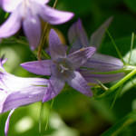 image: Image from the photoset ‘
flower (xlii)
’.