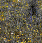 image: Image from the photoset ‘
rumelange (vii)
’.